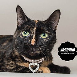 Thumbnail photo of Jasmine #2