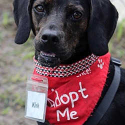 rescue beagle tampa bay florida inc kirk