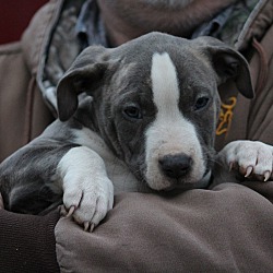Thumbnail photo of Blue~adopted! #2
