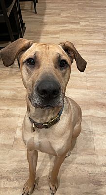 Washington, MO - Black Mouth Cur/Great Dane. Meet Odin a Pet for