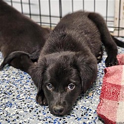 Photo of Village Pup - Wengen - Adopted!