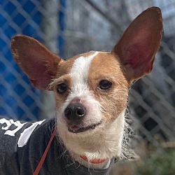 Photo of Shorty