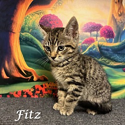 Thumbnail photo of FITZ #3