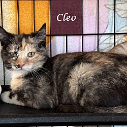 Thumbnail photo of CLEO (adopt w/Cosmo) #1