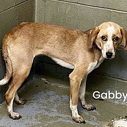 Thumbnail photo of Gabby #4