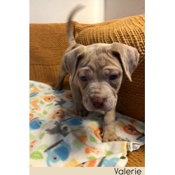 Thumbnail photo of Valerie #3