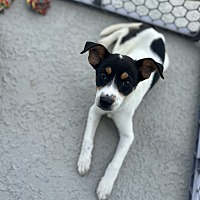 adopt a pet