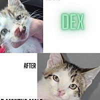 adopt a pet