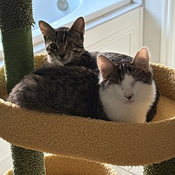 bonded pet photo