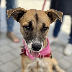 Photo of Rosie