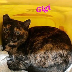 Photo of Gigi