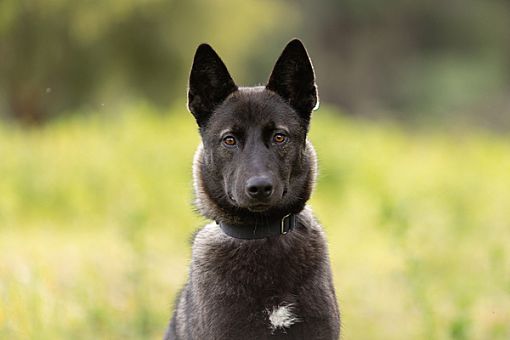 Escondido, CA - Belgian Malinois/Akita. Meet Rudy a Pet for Adoption