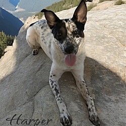 Photo of Harper