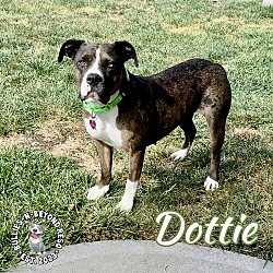 Thumbnail photo of Dottie #4