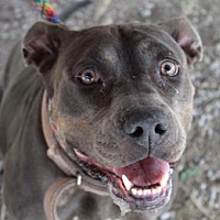 adopt a pet