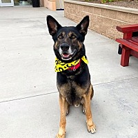 adopt a pet