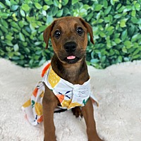 adopt a pet