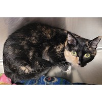 adopt-pet