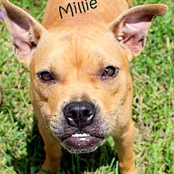 Thumbnail photo of Millie ~ meet me! #1