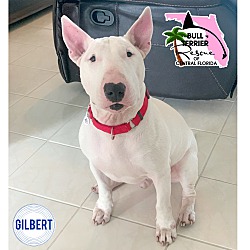 Photo of Gilbert