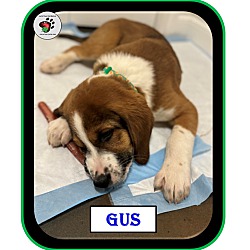 Thumbnail photo of Gus - The "G" Litter #3