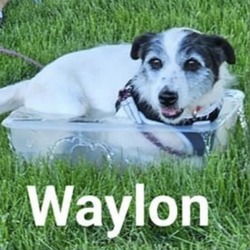 Thumbnail photo of Waylon #1