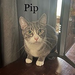 Thumbnail photo of PIP #1