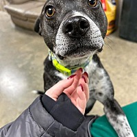 adopt a pet