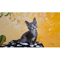 adopt a pet