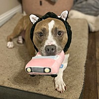 adopt a pet