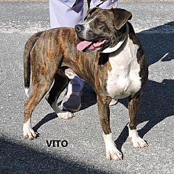 Thumbnail photo of Vito #3