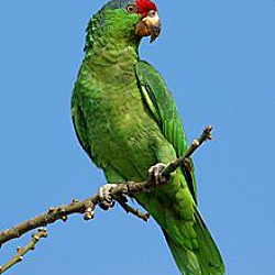 Photo of Parrot 2