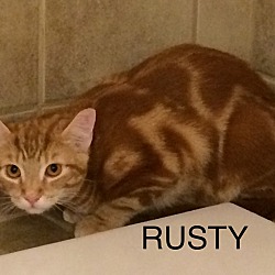 Thumbnail photo of Rusty #2