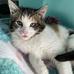 Thumbnail photo of Praline (Cute Calico Kitten) - $80 #2