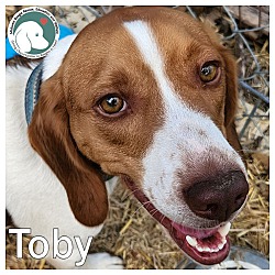 Photo of TOBY