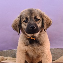 Photo of Su-Paw-Star Pups - J.K. Growling