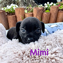 Thumbnail photo of MIMI #2