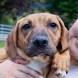 Thumbnail photo of Blossom ~ meet me! #2