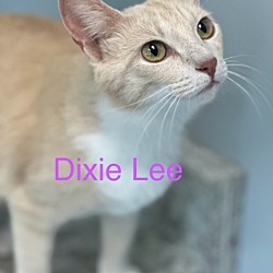 Photo of DIXIE LEE