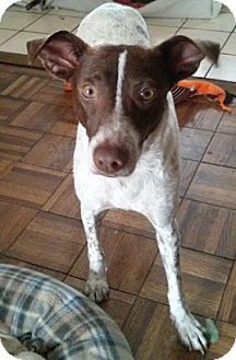 Chihuahua Pointer Mix 2025