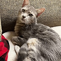 adopt-pet