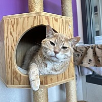 adopt a pet