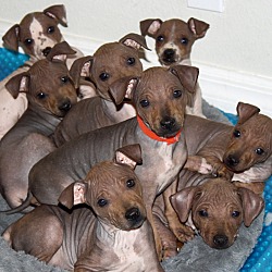 Photo of American Hairless Terrier