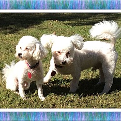 Thumbnail photo of Adopted!!Jazz & Ace - OK #3