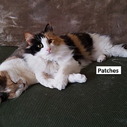 Photo of Georgia and Patches