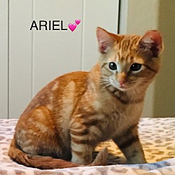Photo of Ariel