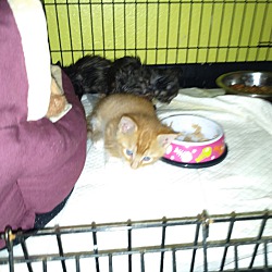 Thumbnail photo of 4 Kittens Need Foster Home #2