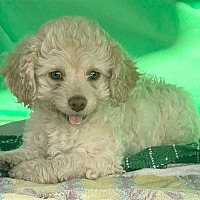 Photo of Poodle puppies