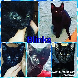 Thumbnail photo of Blinks #3