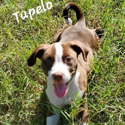 Photo of Tupelo DD*